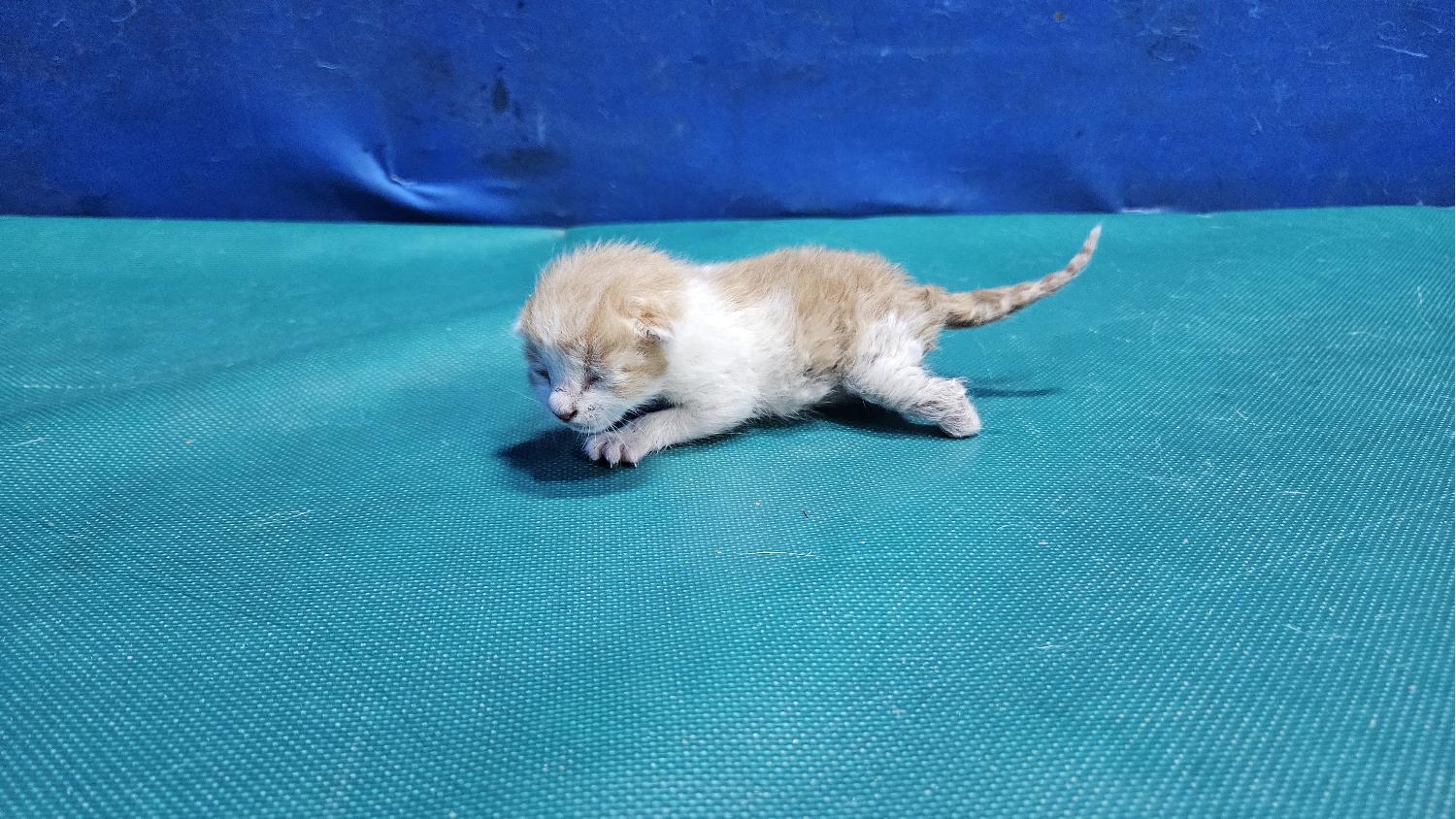 경산시유기동물보호소_447513202400214