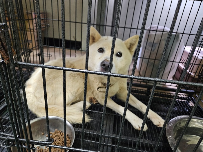 진해유기동물보호소_448532202400333