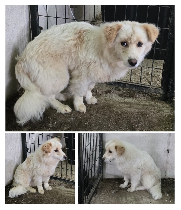 무안군유기동물보호소_446495202400235