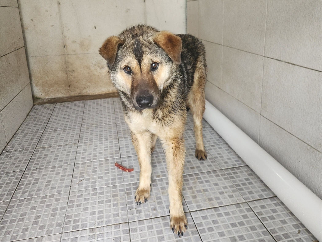 광주 동물보호소_429361202400172