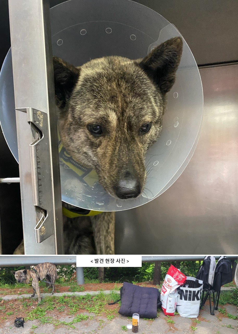 펫앤쉘터동물병원_441378202400366