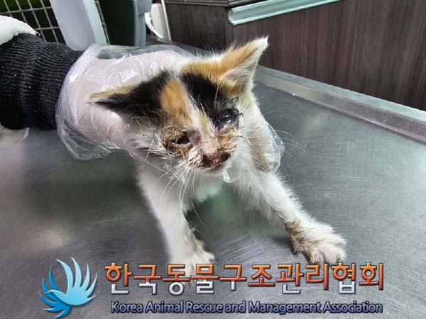 종료(자연사) 한국…
