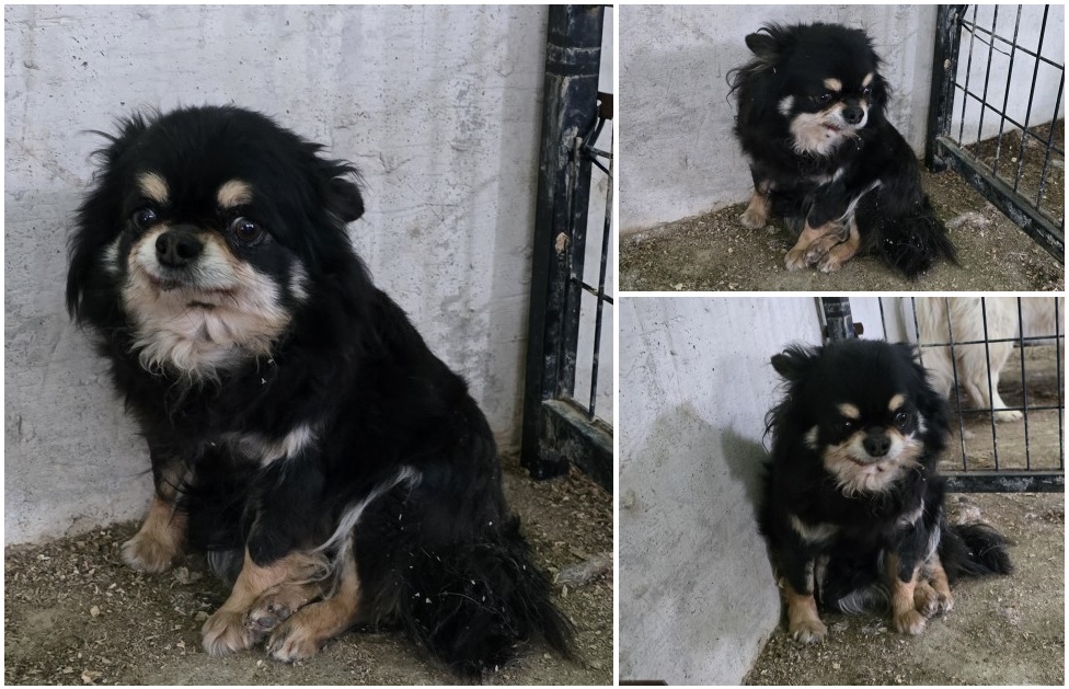 무안군유기동물보호소_446495202400238
