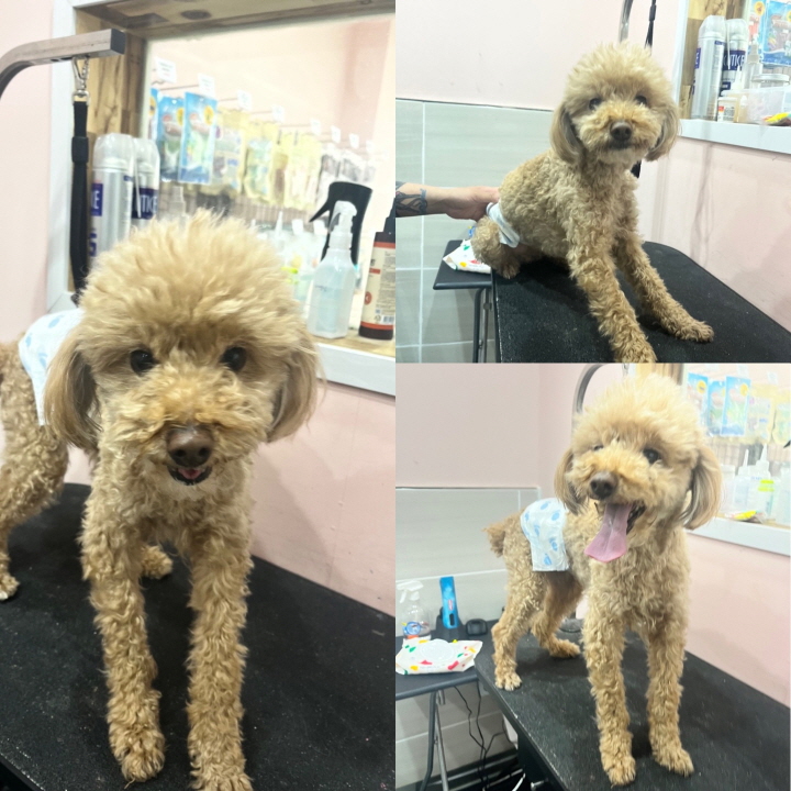 당진시동물보호소_444568202400231