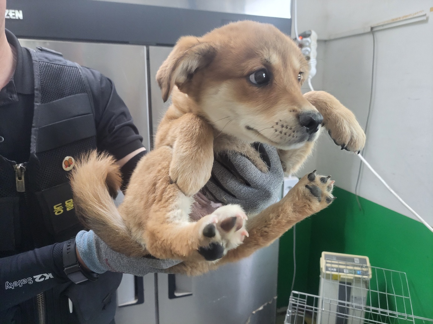 고양시동물보호센터_441394202400867