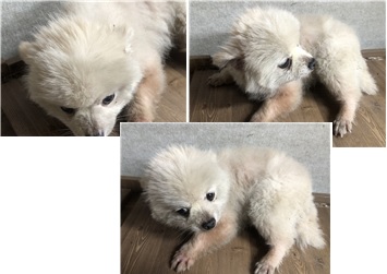 청조동물병원_426337202400089