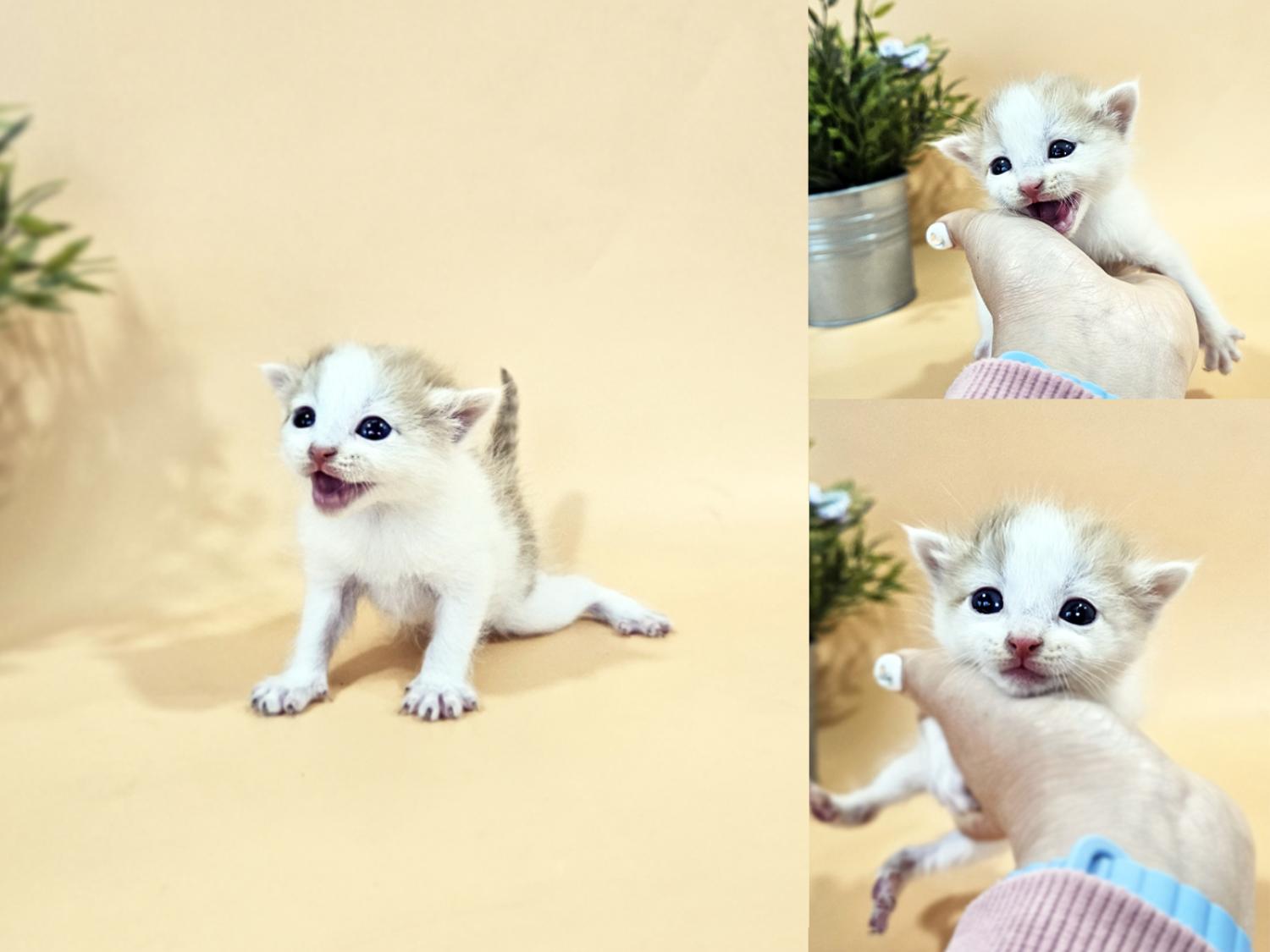 종료(입양) 한국 …