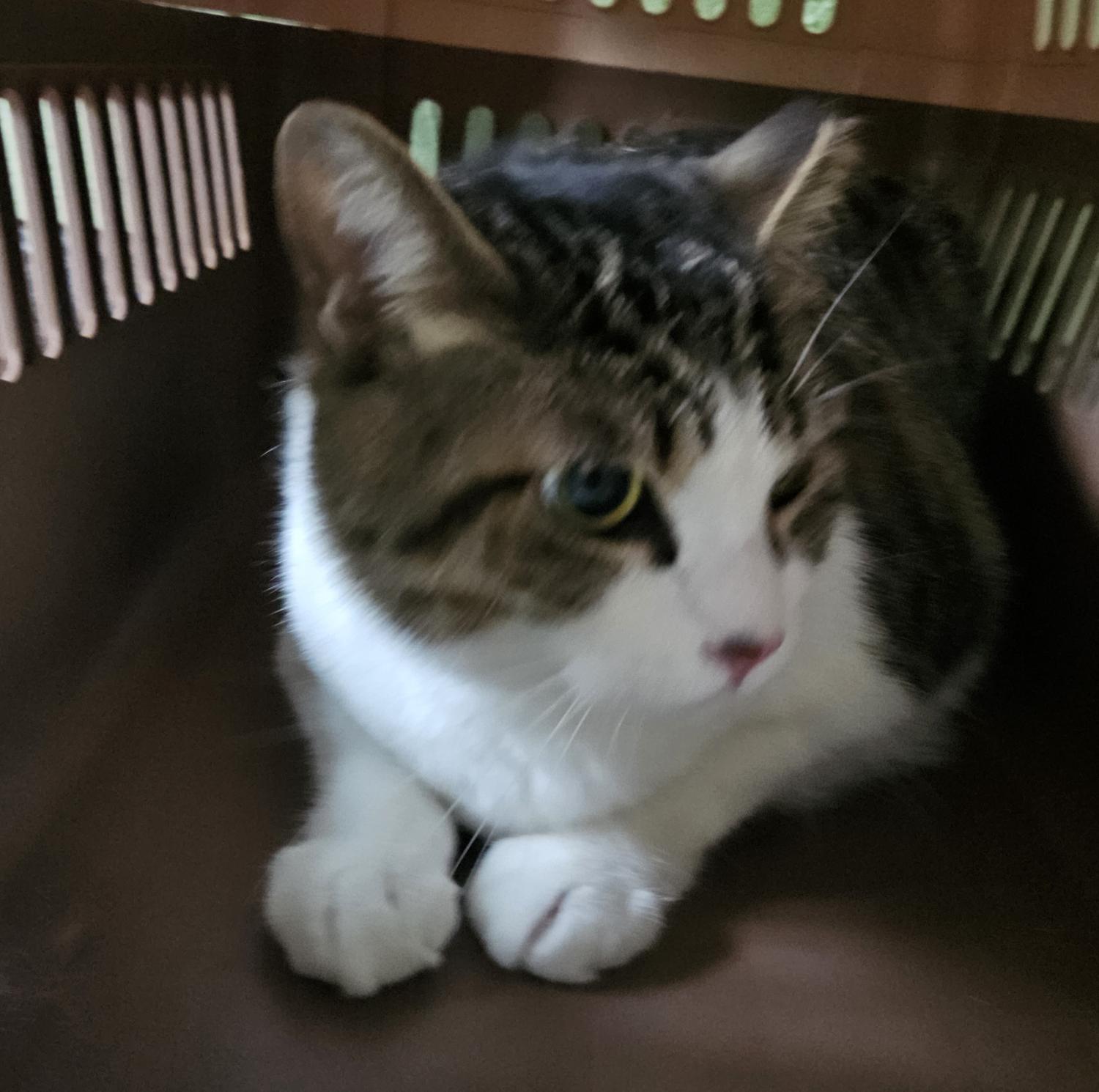 강릉시 동물사랑센터_442420202400189