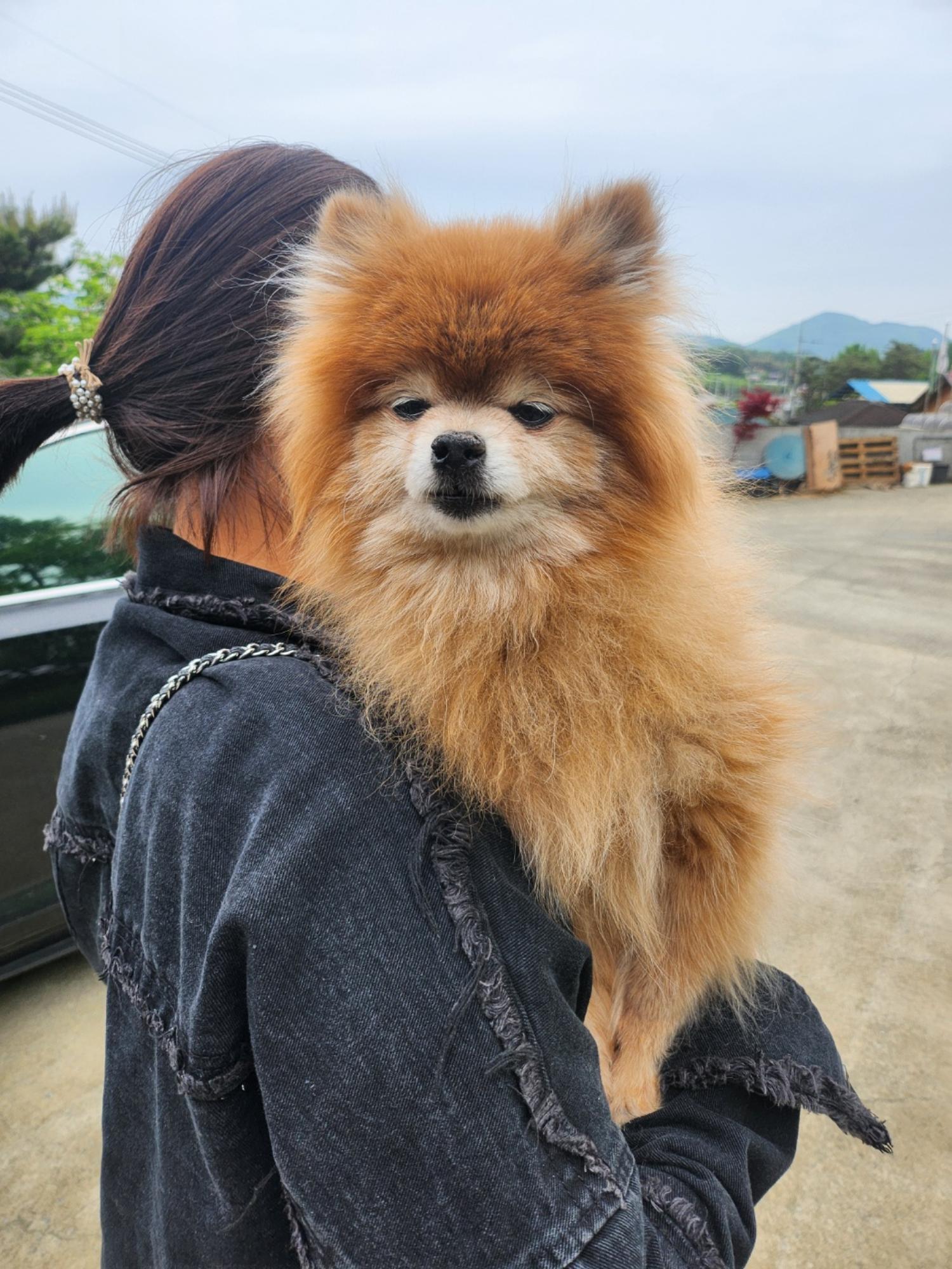 보호중 포메라니안의…