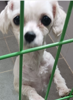 영천유기동물보호센터_447510202400344