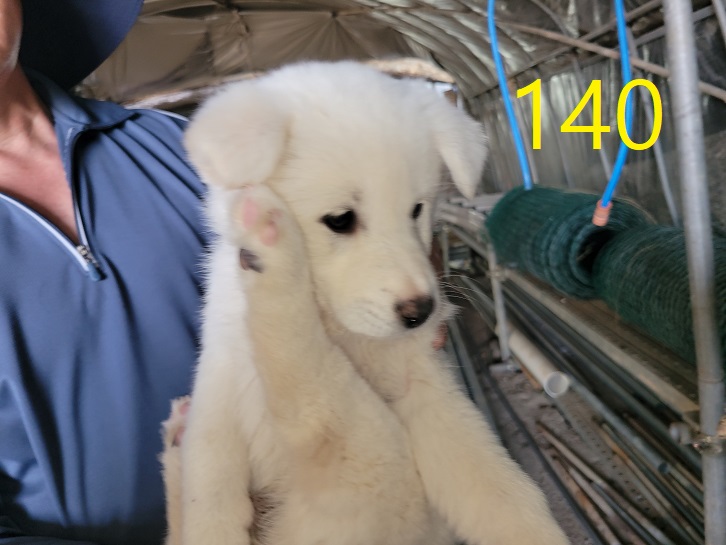 신영재동물병원_428355202400242