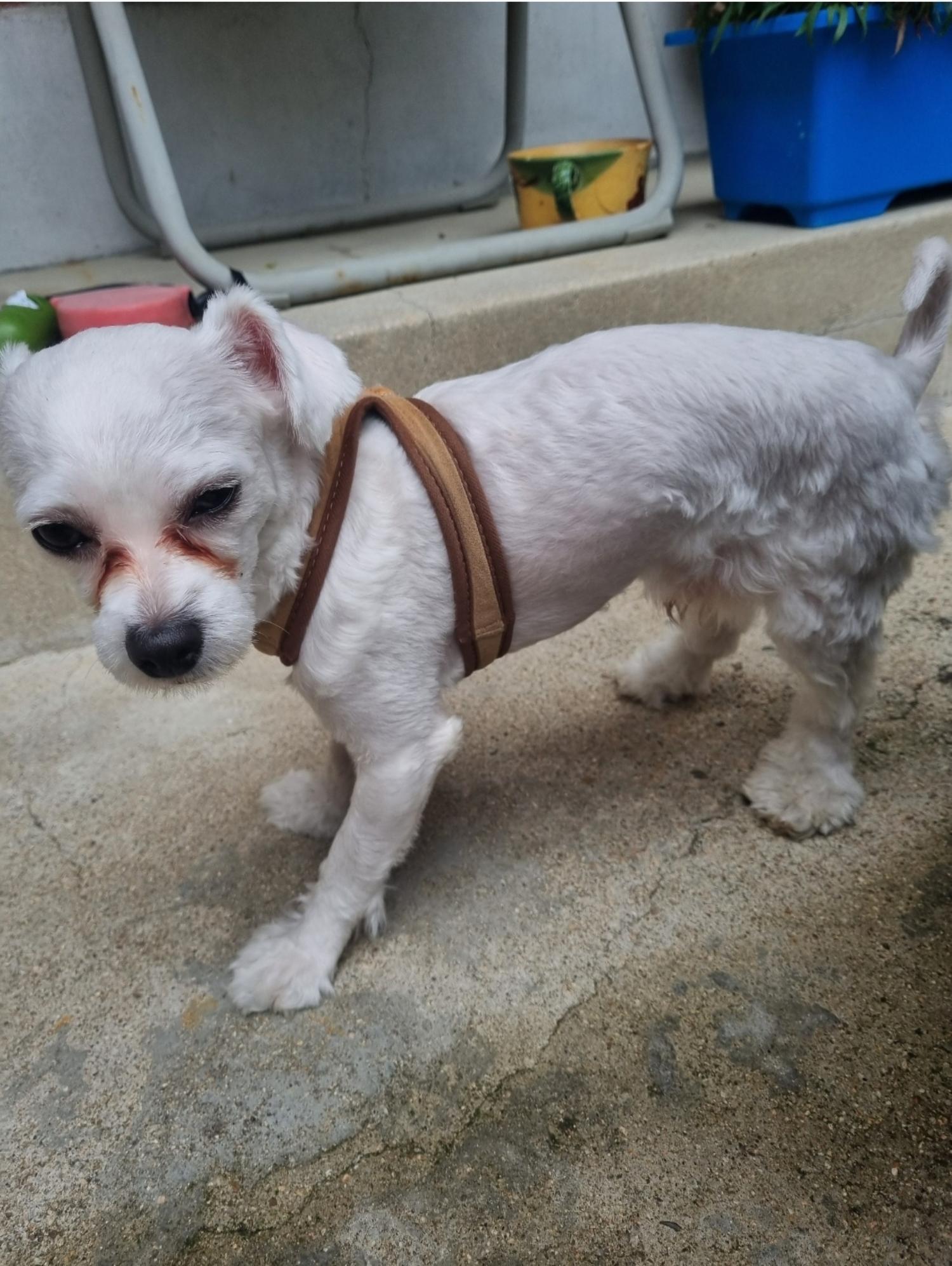 보호중 말티즈의 가…