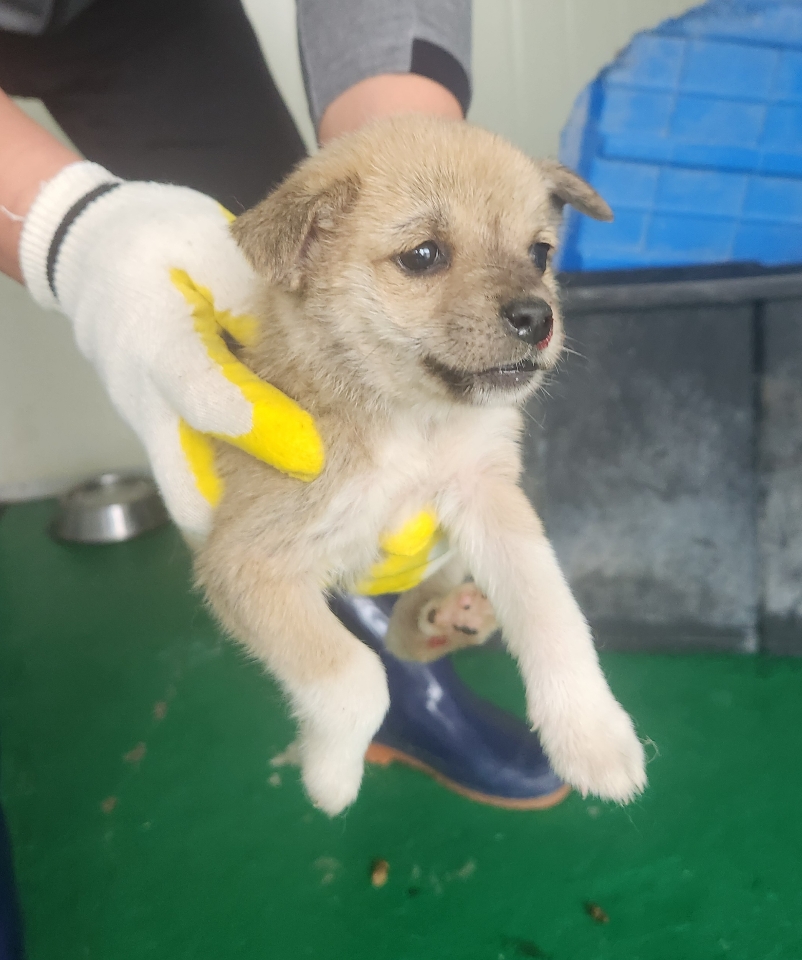 예천군유기동물보호소_447523202400398
