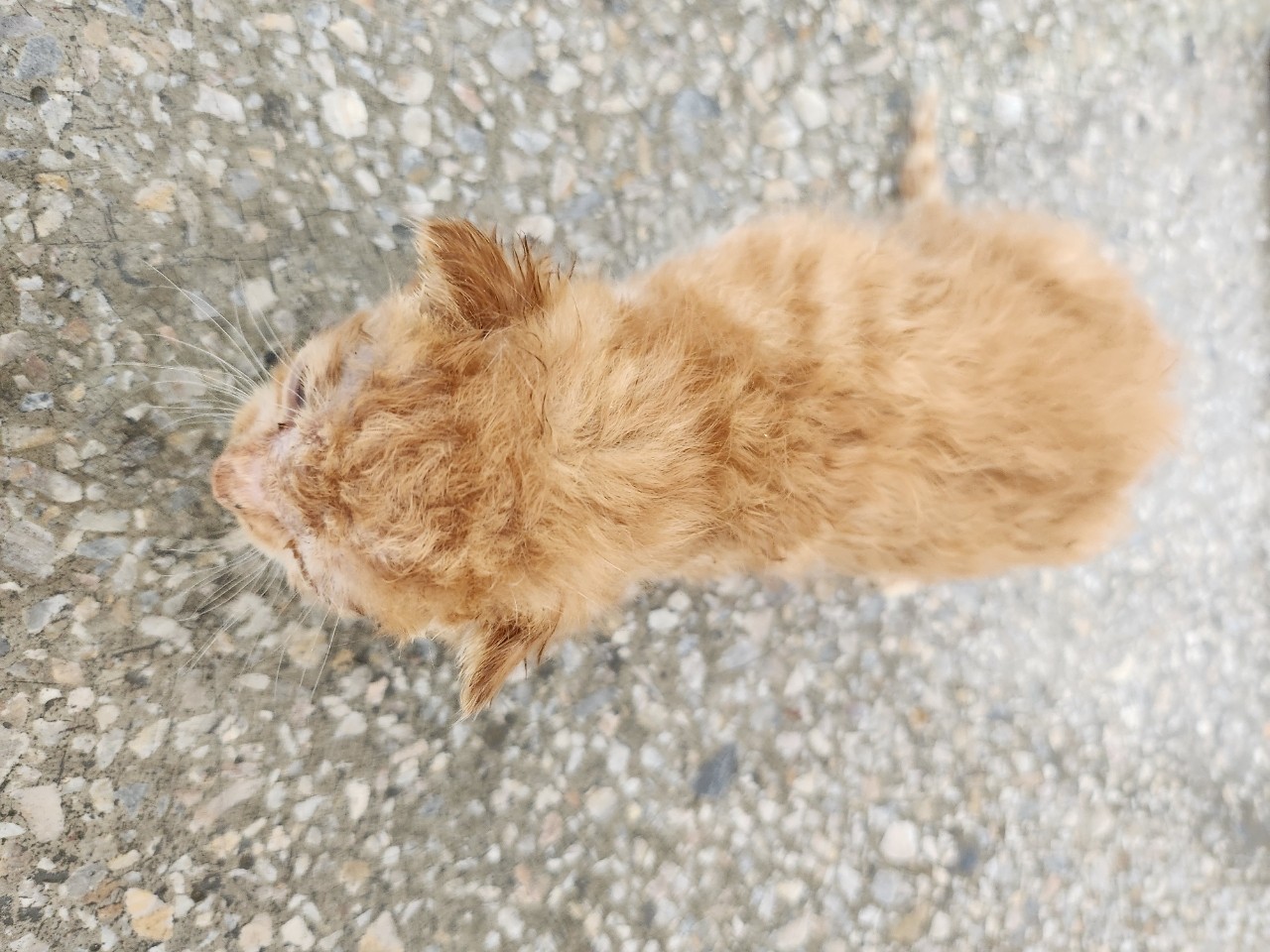 태백시유기동물보호소_442422202400060