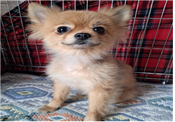 (사)동물보호관리협회_448535202400619