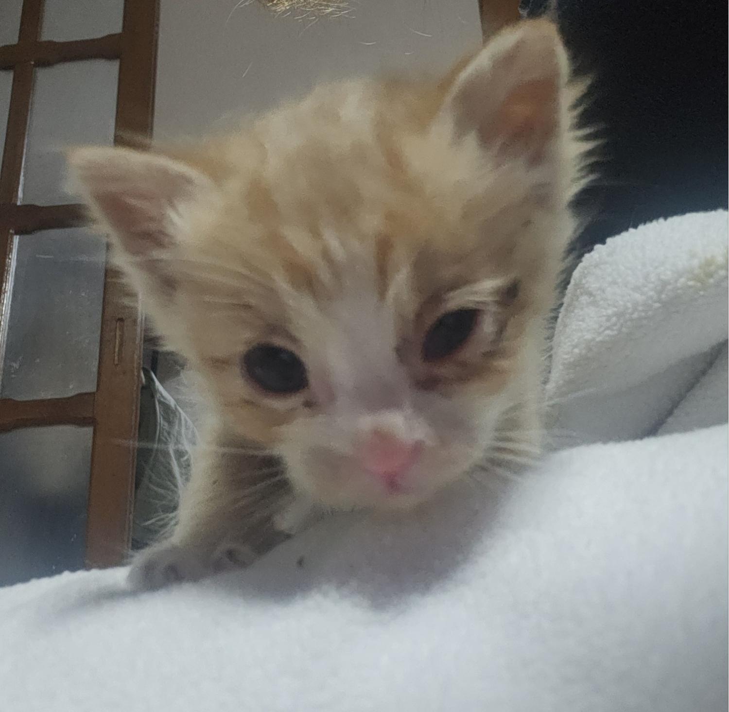 울산유기동물보호센터_431373202400508