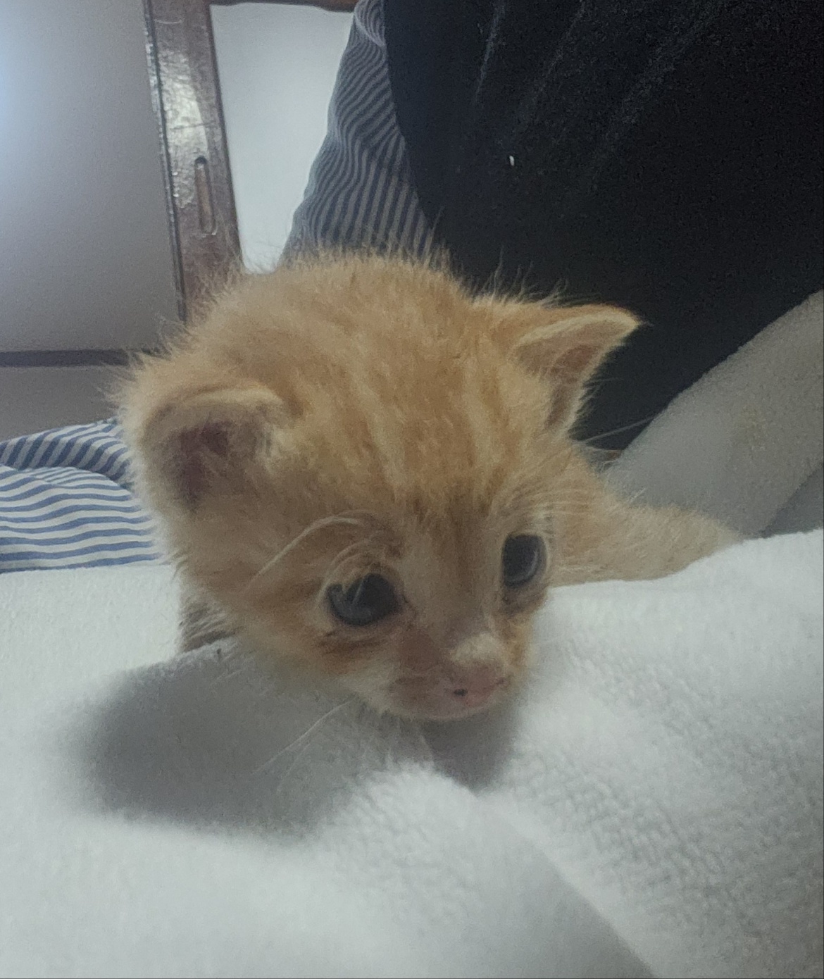 울산유기동물보호센터_431373202400510