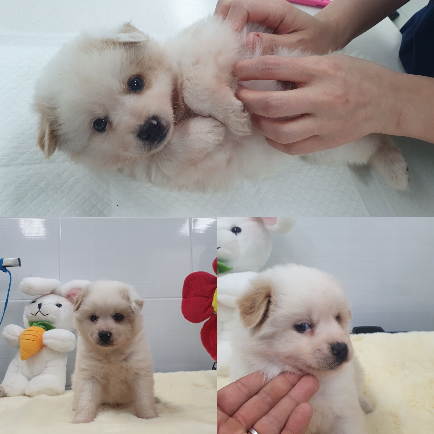 경주동물사랑보호센터_447505202400378
