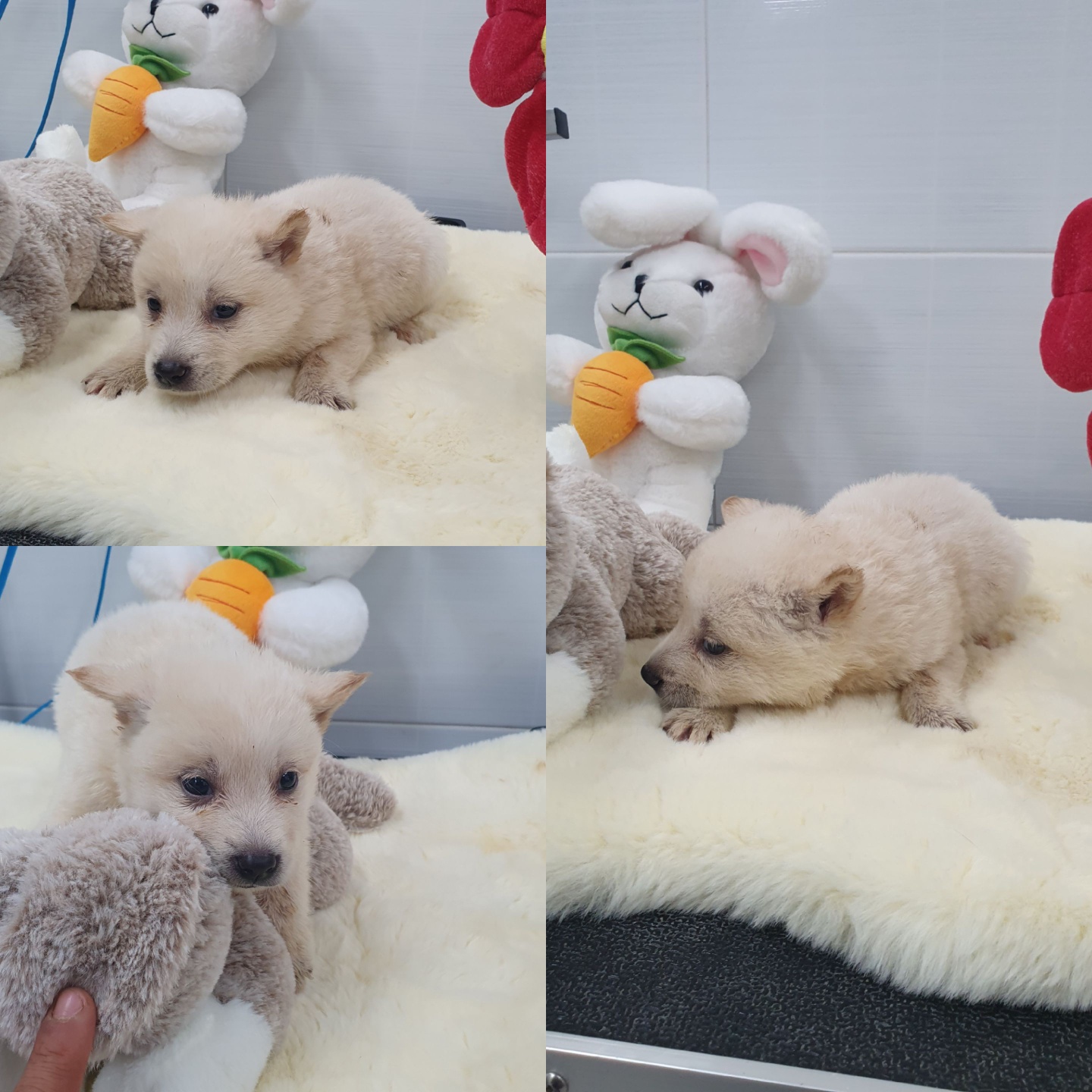 경주동물사랑보호센터_447505202400383