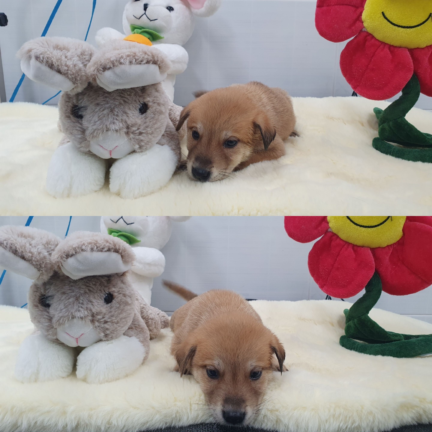 경주동물사랑보호센터_447505202400384