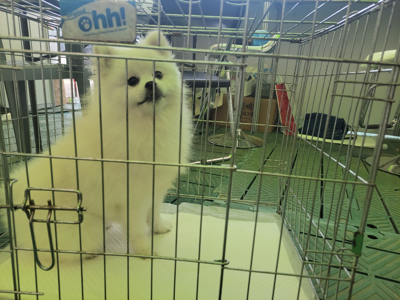 고양시동물보호센터_441394202400870