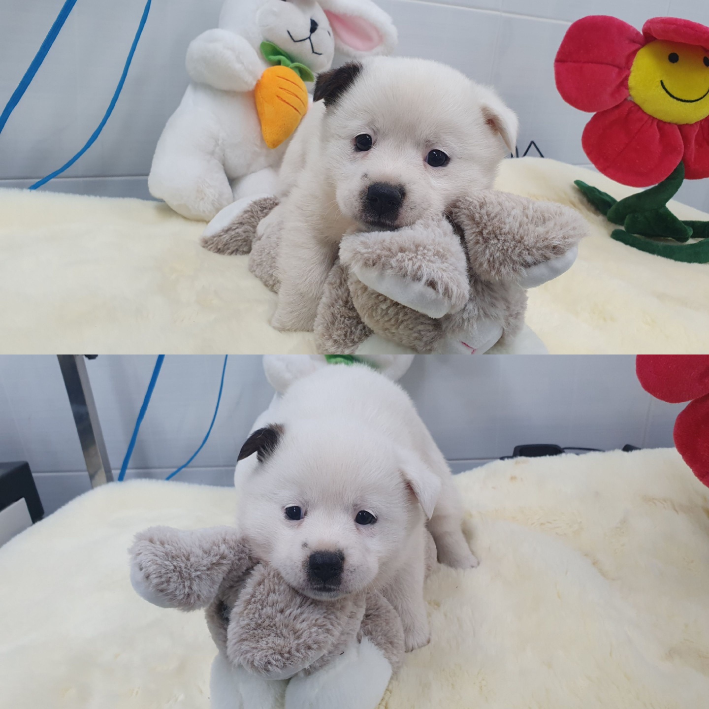 경주동물사랑보호센터_447505202400393