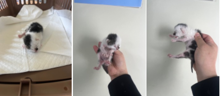 보호중 한국 고양이…