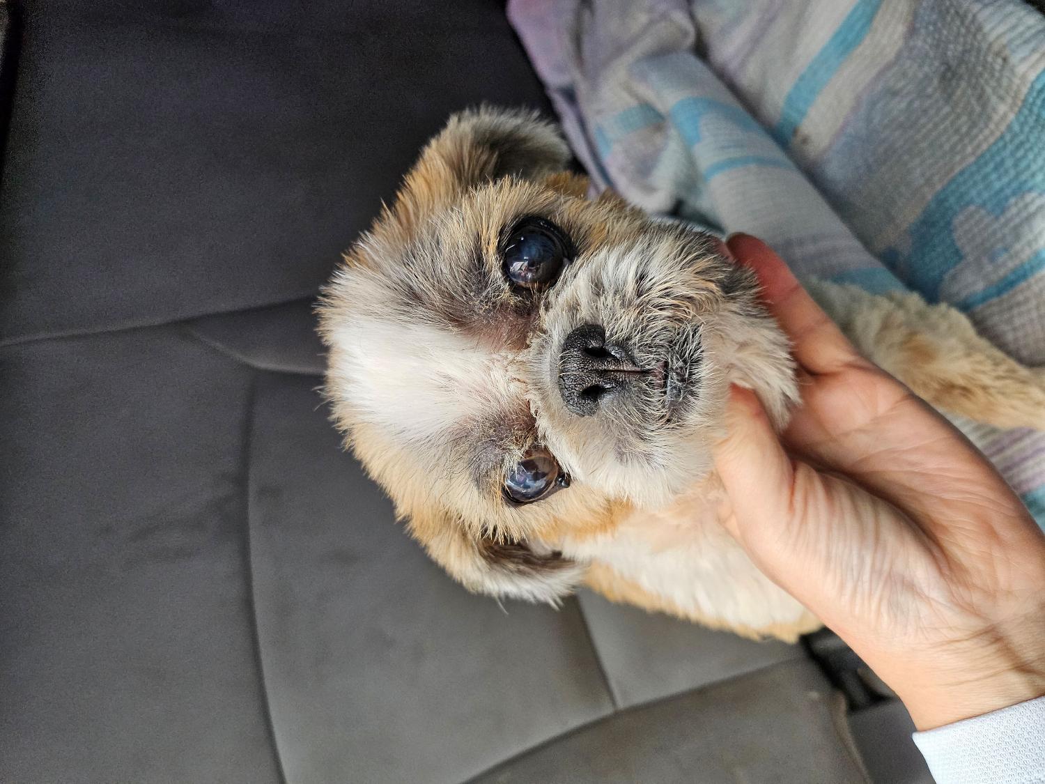 거제시유기동물보호소_448537202400710