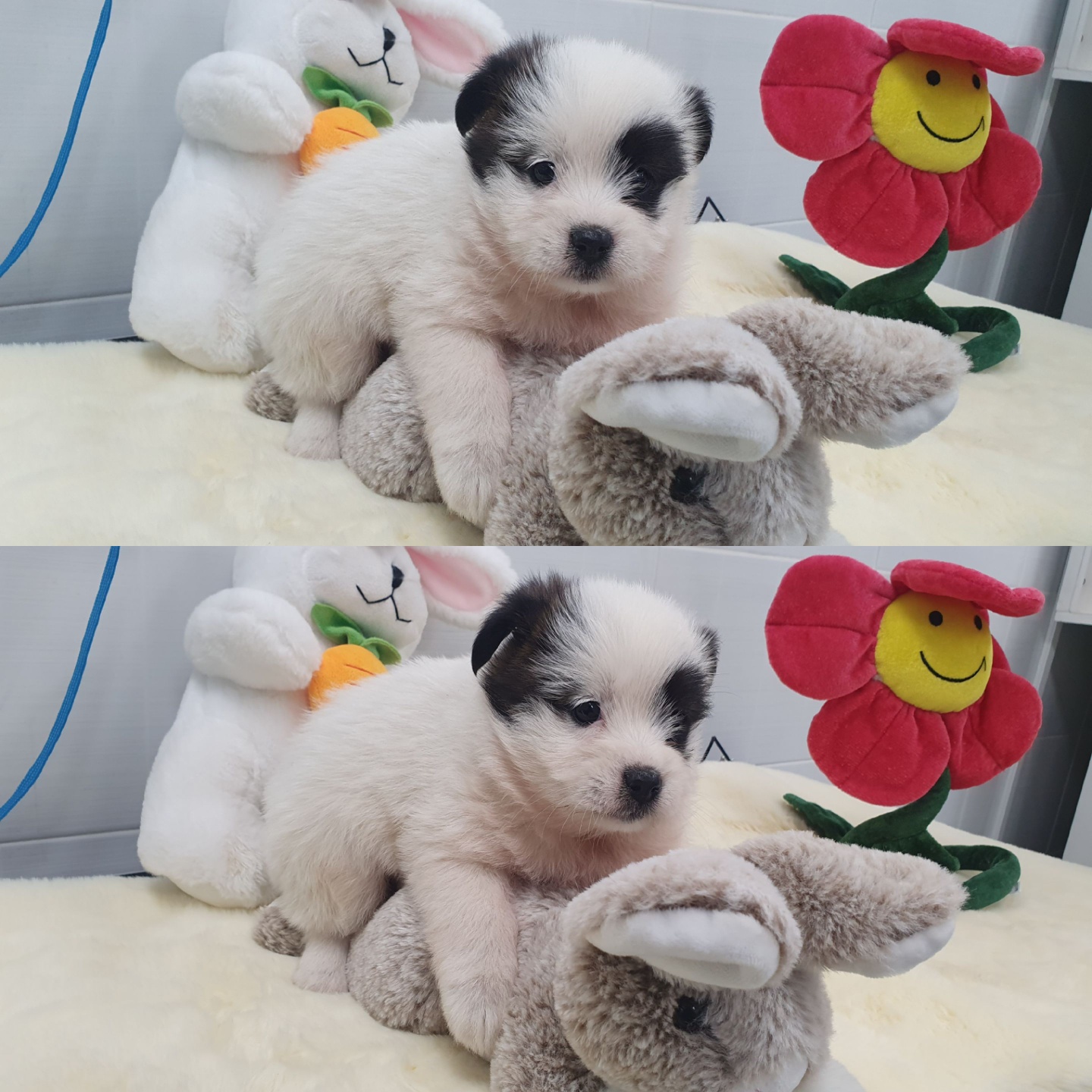 경주동물사랑보호센터_447505202400394