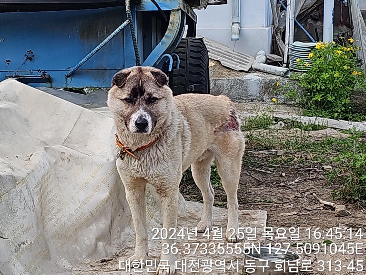 보호중 믹스견의 가…