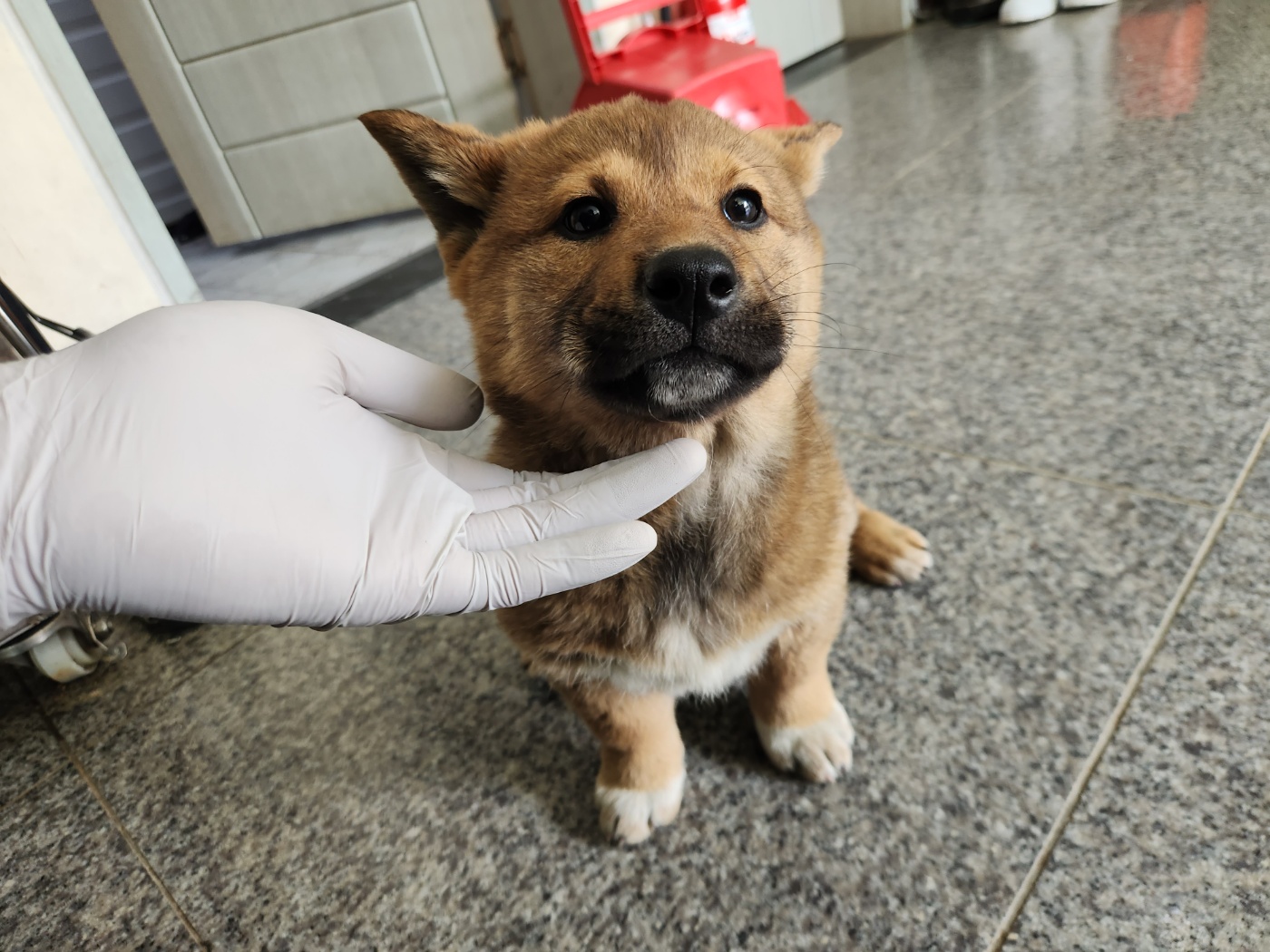 광주 동물보호소_429363202400404