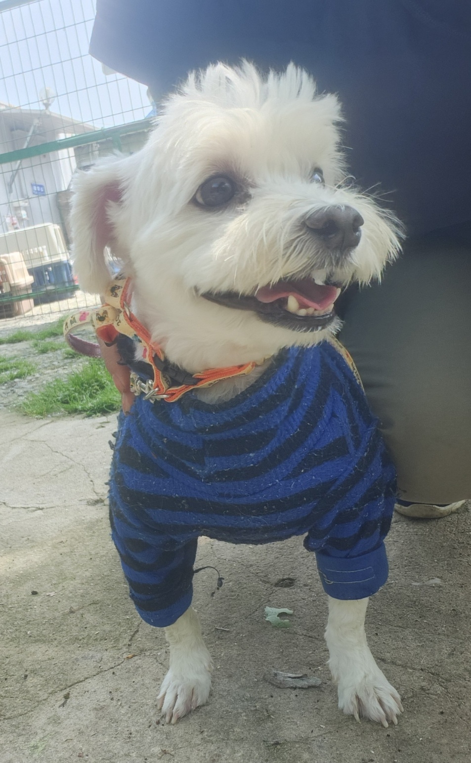 보호중 말티즈의 가…