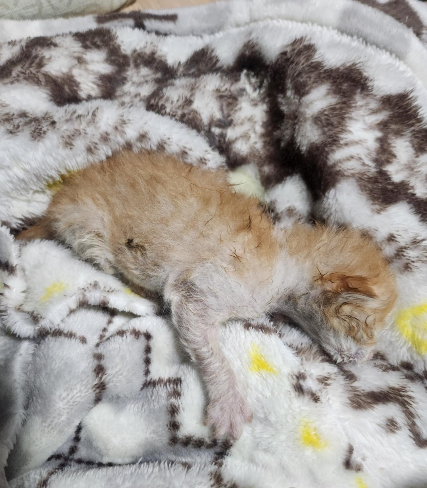 종료(자연사) 한국…