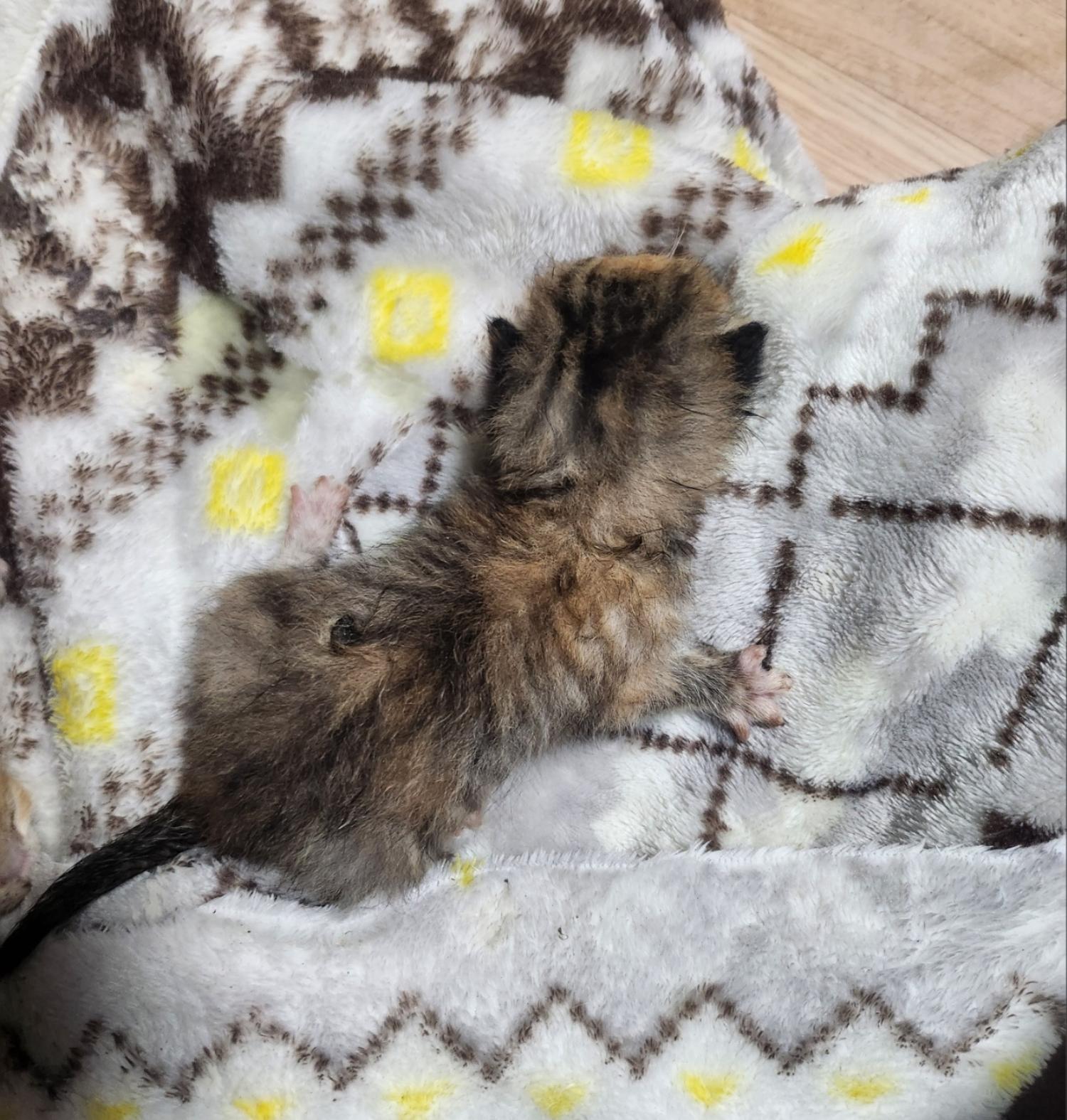 울산유기동물보호센터_431369202400196
