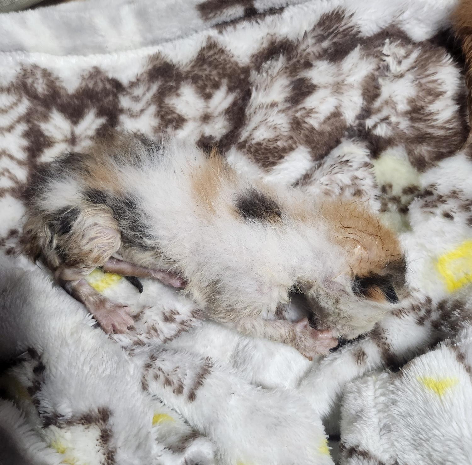 울산유기동물보호센터_431369202400199