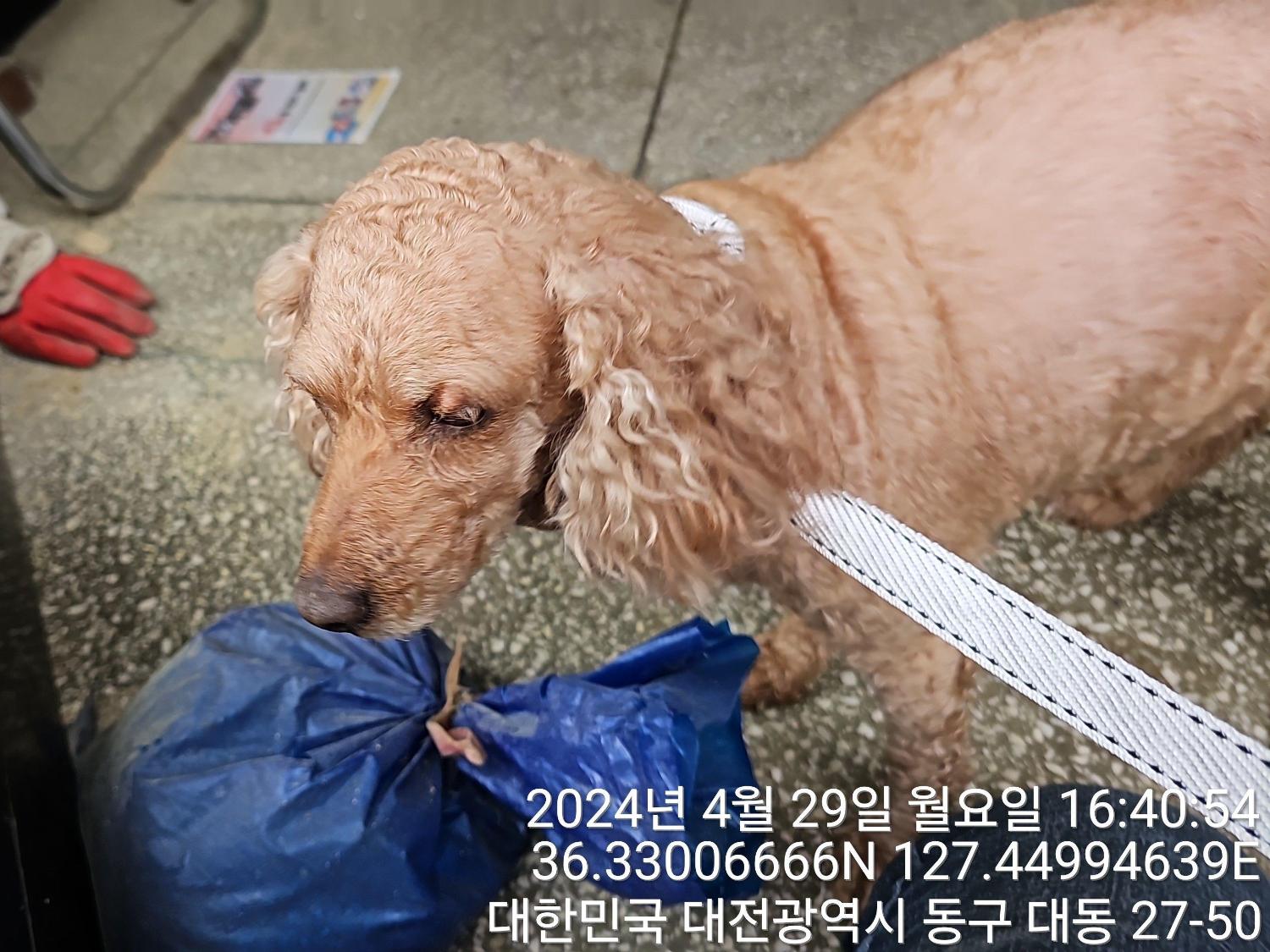 종료(반환) 푸들의…