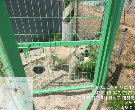 대전동물보호센터_430367202400300