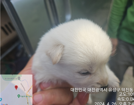 대전동물보호센터_430367202400305