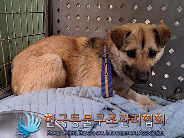 종료(안락사) 믹스…