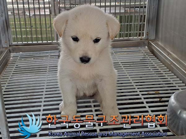 종료(안락사) 믹스…