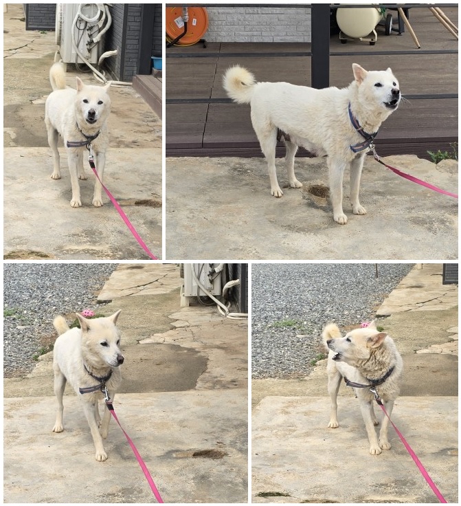 무안군유기동물보호소_446495202400241