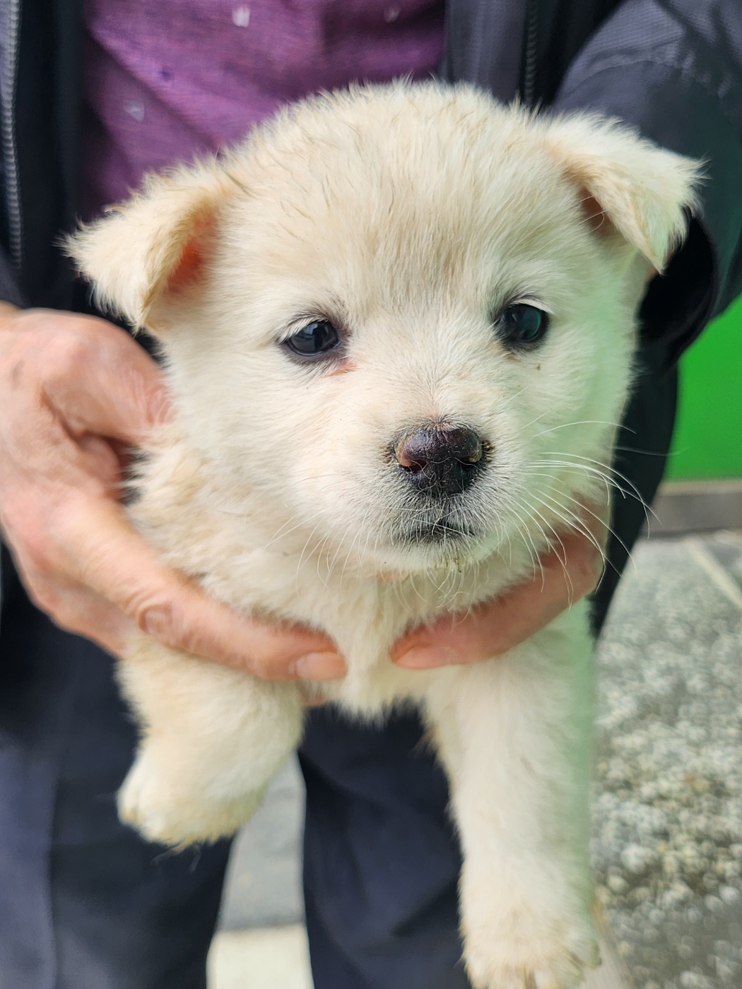 예산동물보호센터_444461202400333