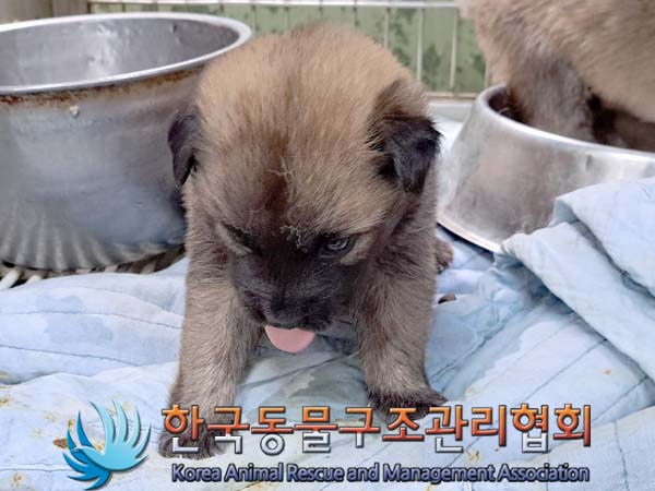 종료(안락사) 믹스…