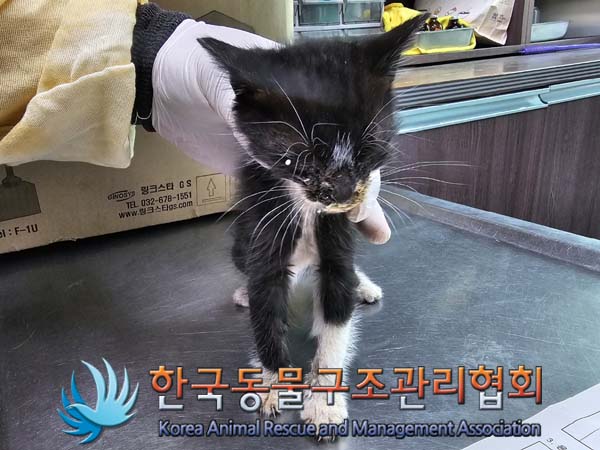 한국동물구조관리협회_441409202400527
