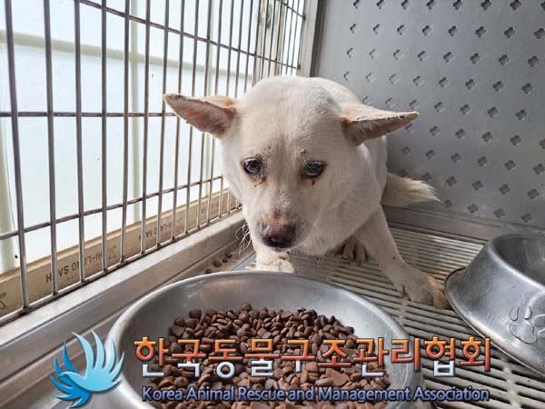 종료(안락사) 믹스…