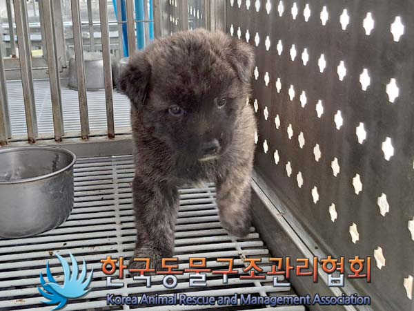 한국동물구조관리협회_441414202400275