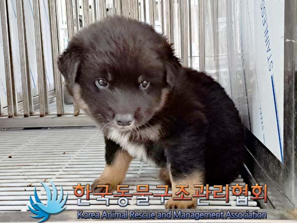 한국동물구조관리협회_441414202400274