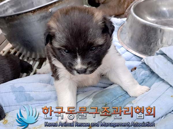 한국동물구조관리협회_441560202400460
