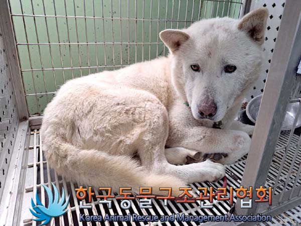 한국동물구조관리협회_441559202400463