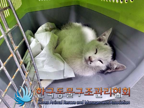 한국동물구조관리협회_411305202400238